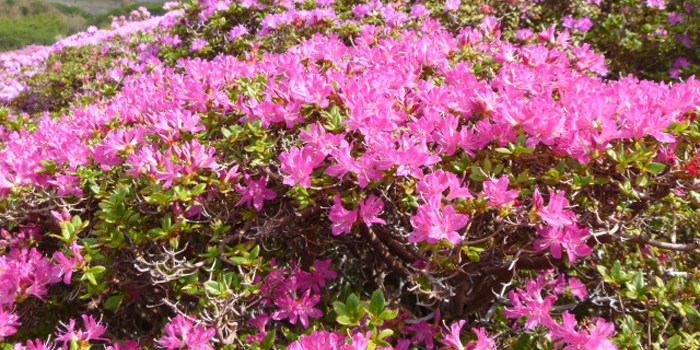 鹿児島県の花　ミヤマキリシマ