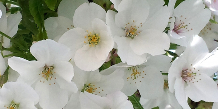 鹿児島県姶良市の花　やまざくら