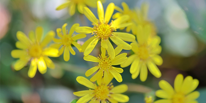 鹿児島県阿久根市の花　ツワブキ