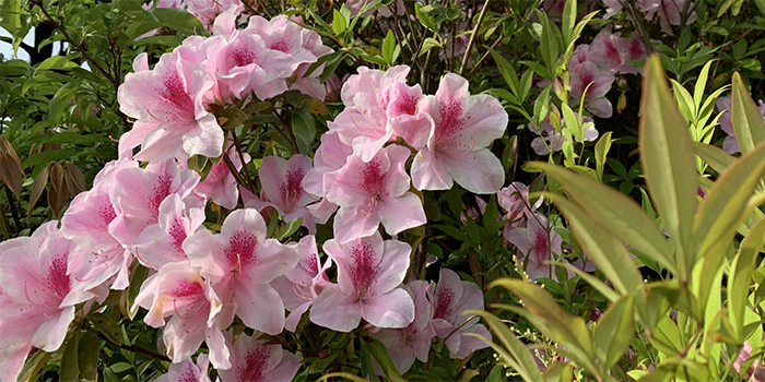 鹿児島県天城町の花　つつじ