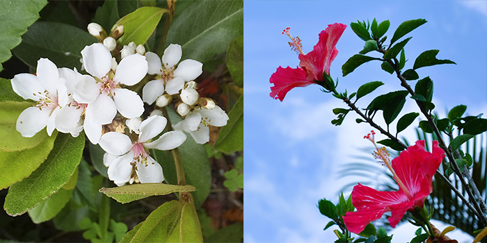 鹿児島県奄美市の花　シャリンバイ・ハイビスカス