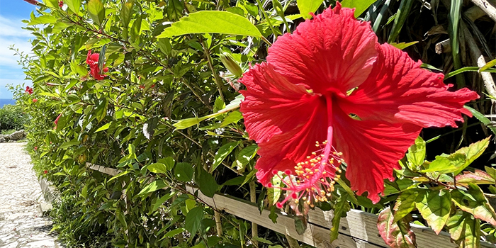 鹿児島県知名町の花　ハイビスカス