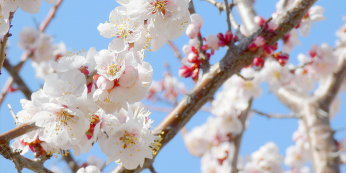 鹿児島県日置市の花　ウメ