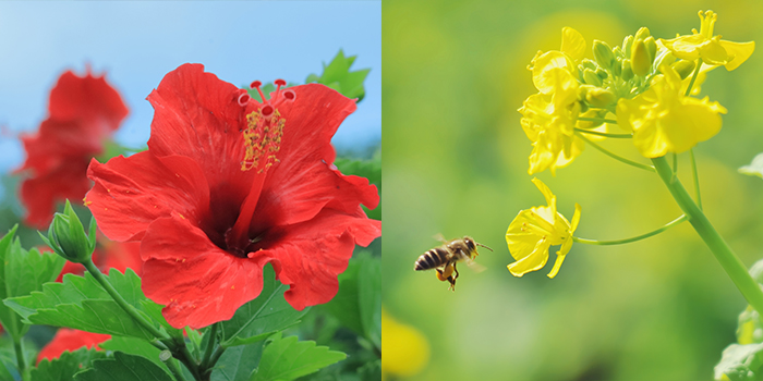 鹿児島県指宿市の花　ハイビスカス・ナノハナ