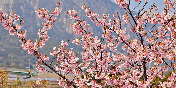 鹿児島県いちき串木野市の花　サクラ