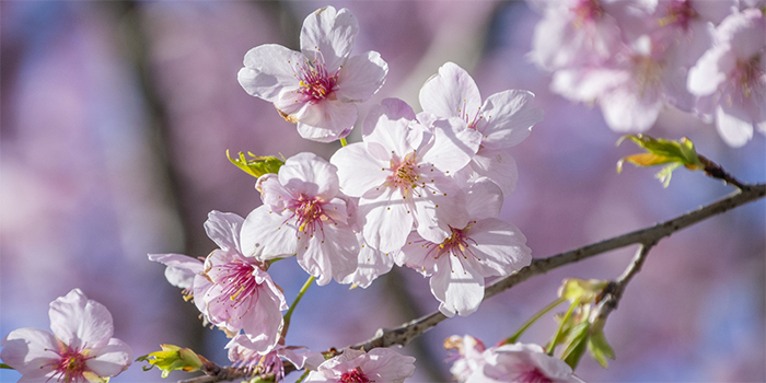 鹿児島県伊佐市の花　さくら