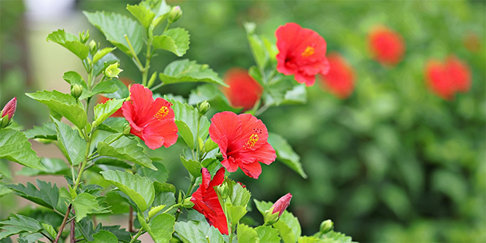 鹿児島県伊仙町の花　ハイビスカス