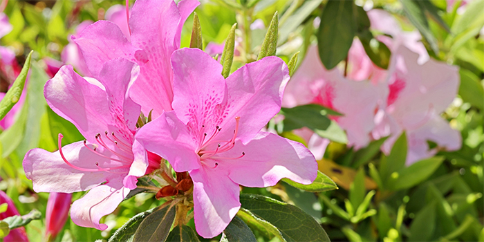 鹿児島県出水市の花　つつじ