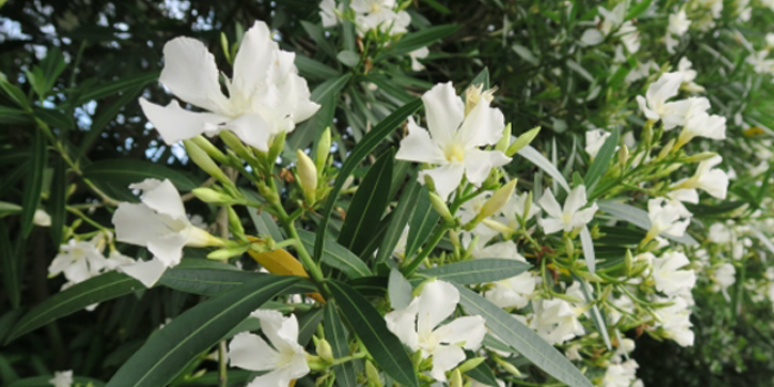 鹿児島県鹿児島市の花　きょうちくとう