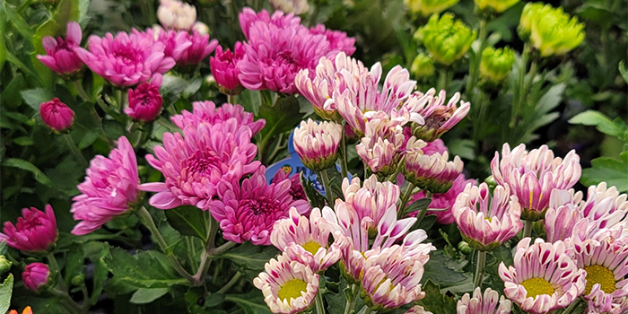 鹿児島県肝付町の花　キク