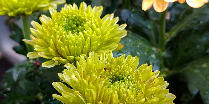 鹿児島県錦江町の花 キク