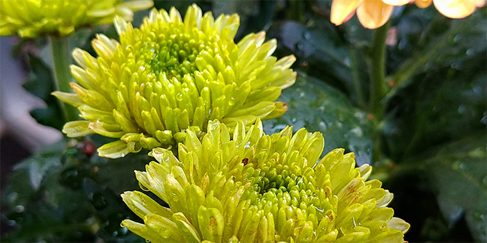 鹿児島県錦江町の花　キク