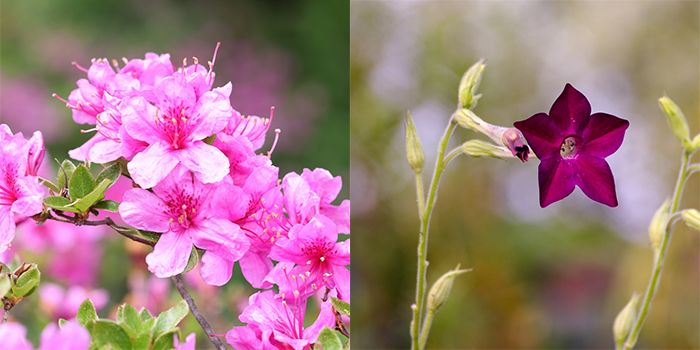 鹿児島県霧島市の花　ミヤマキリシマ・ハナタバコ