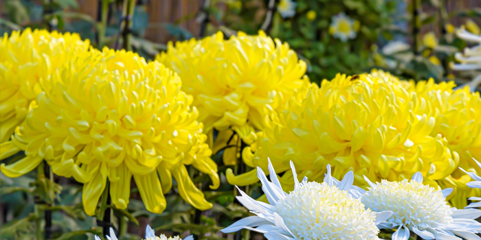 鹿児島県枕崎市の花　キク