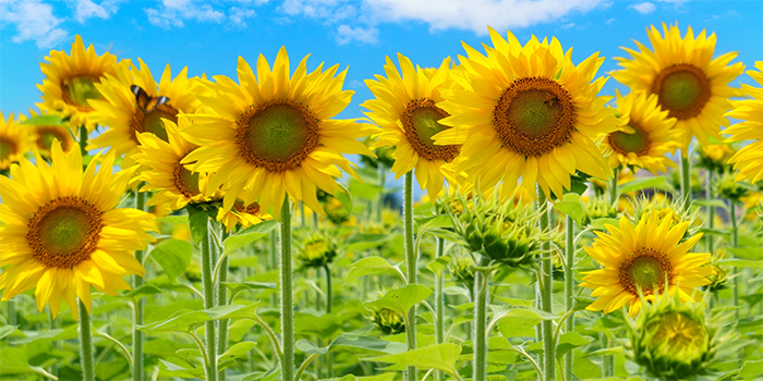 鹿児島県南九州市の花　ヒマワリ