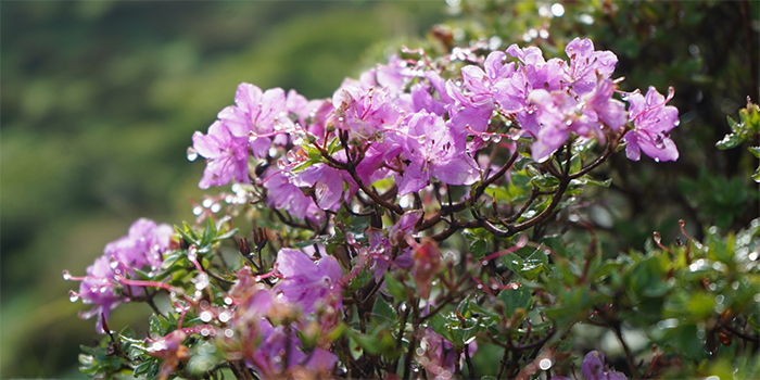 鹿児島県南大隅町の花　ミヤマキリシマ