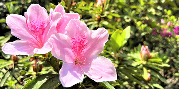 鹿児島県南さつま市の花　ツツジ