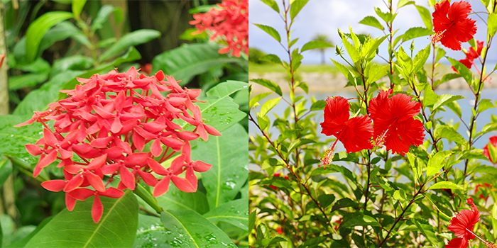 鹿児島県南種子町の花　サンダンカ・ハイビスカス