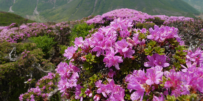 鹿児島県三島村の花　ミヤマキリシマ