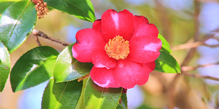 鹿児島県大崎町の花　サザンカ