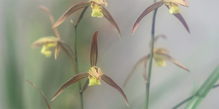 鹿児島県さつま町の花　薩摩寒欄