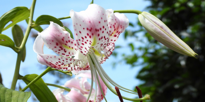 鹿児島県薩摩川内市の花　カノコユリ