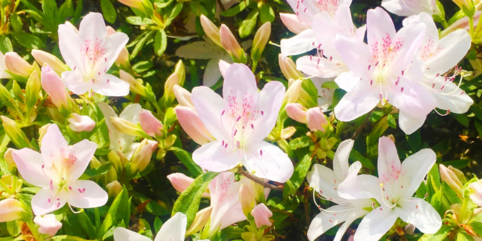 鹿児島県曽於市の花　ツツジ