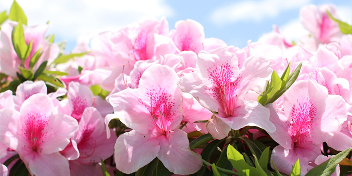 鹿児島県垂水市の花　ツツジ