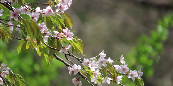 鹿児島県龍郷町の花　ヒガンザクラ