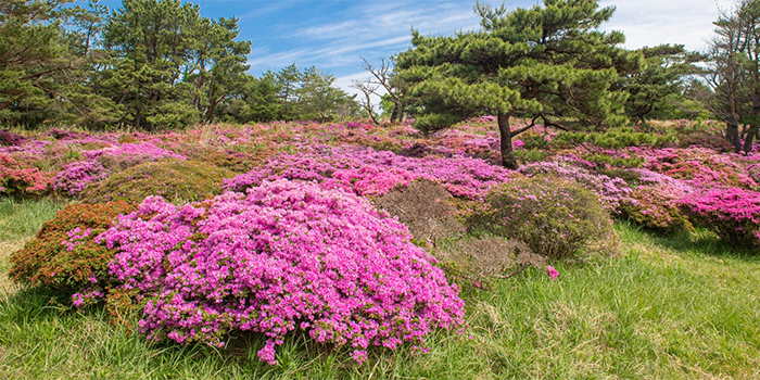 鹿児島の花　ミヤマキリシマ