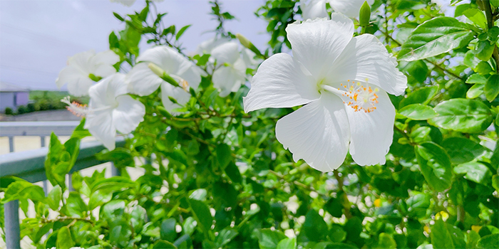 鹿児島県宇検村の花　ハイビスカス