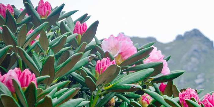 鹿児島県屋久島町の花　ヤクシマシャクナゲ