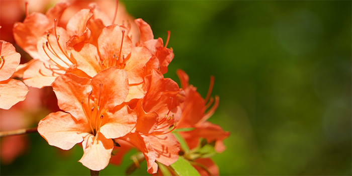 鹿児島県大和村の花 タイワンヤマツツジ