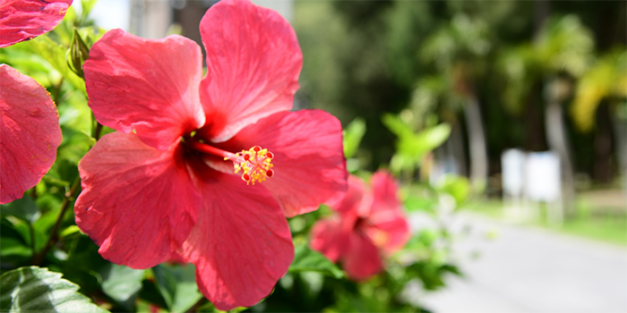 鹿児島県与論町の花　ハイビスカス