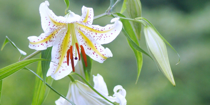 神奈川県の花　ヤマユリ