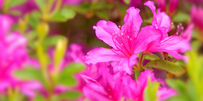 愛甲郡愛川町の花　ツツジ