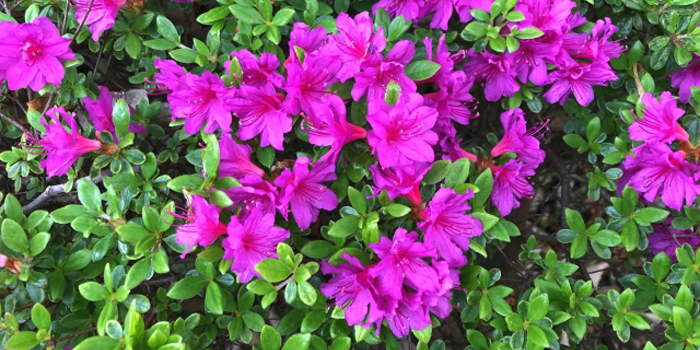 神奈川県茅ケ崎市の花 つつじ