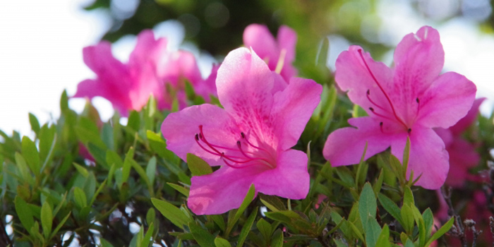 神奈川県海老名市の花　さつき