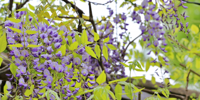 静岡県藤枝市の花　フジ