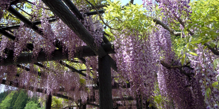 神奈川県藤沢市の花　フジ