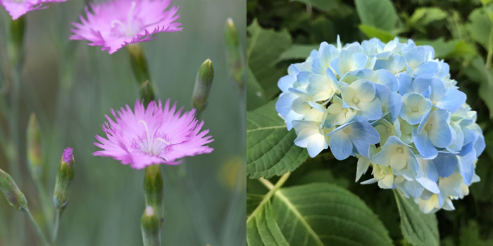 神奈川県秦野市の花　なでしこ・あじさい