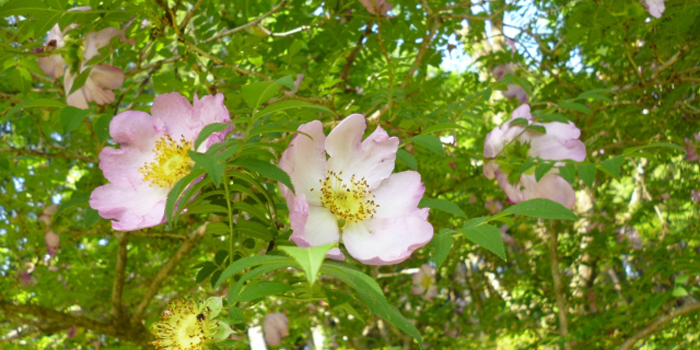 足柄下郡箱根町の花 ハコネバラ