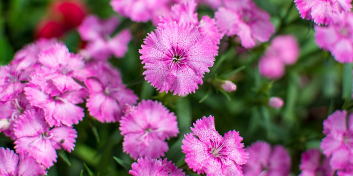 神奈川県平塚市の花　なでしこ