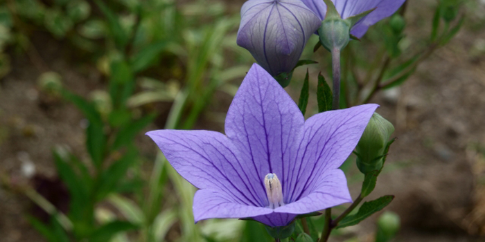 神奈川県伊勢原市の花　キキョウ