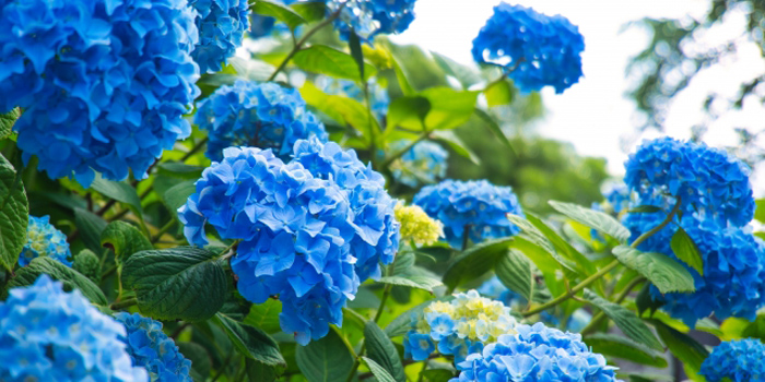 足柄上郡開成町の花 アジサイ