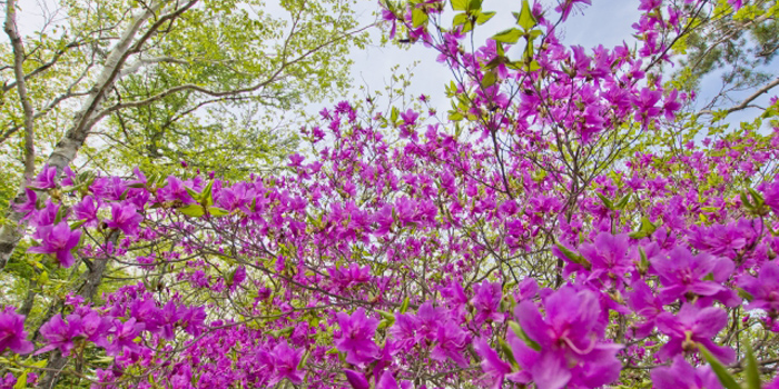 愛甲郡清川村の花　みつばつつじ