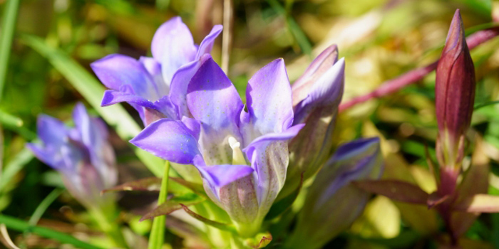 神奈川県南足柄市の花　リンドウ