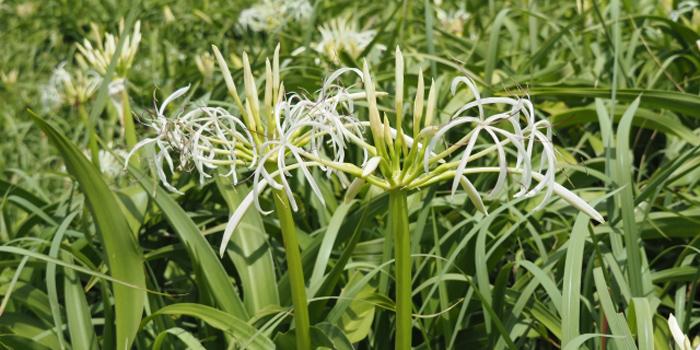 神奈川県三浦市の花　ハマユウ