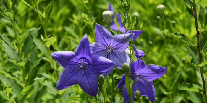 足柄上郡中井町の花　桔梗