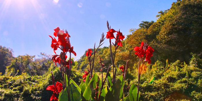 中郡二宮町の花　カンナ